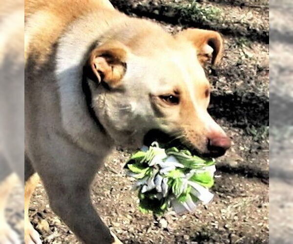 Medium Photo #1 Retriever -Unknown Mix Puppy For Sale in Godley, TX, USA