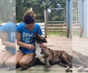Reese - Male Mutt Dog for Adoption - Photo #2