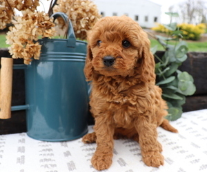 Goldendoodle (Miniature) Puppy for sale in HONEY BROOK, PA, USA