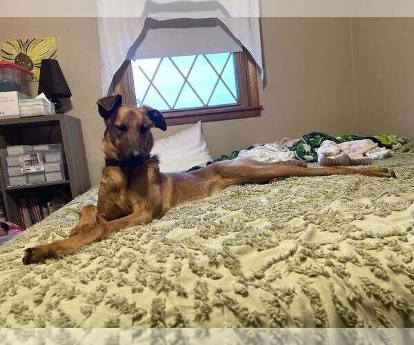 Medium Photo #3 Doberman Pinscher-Unknown Mix Puppy For Sale in Imlay City, MI, USA