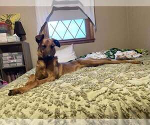 Mira - Located in IA - Female Doberman Pinscher-Unknown Mix Dog for Adoption - Photo #3