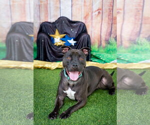 Elliot - Male Mutt Dog for Adoption - Photo #35