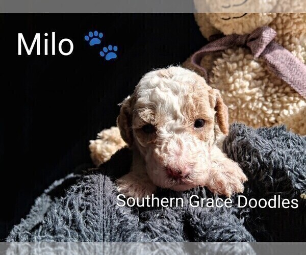 Medium Photo #9 Goldendoodle (Miniature) Puppy For Sale in GASTONIA, NC, USA