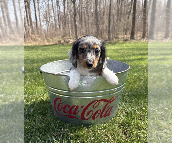 Medium Photo #3 Dachshund Puppy For Sale in MIDDLEBURY, IN, USA