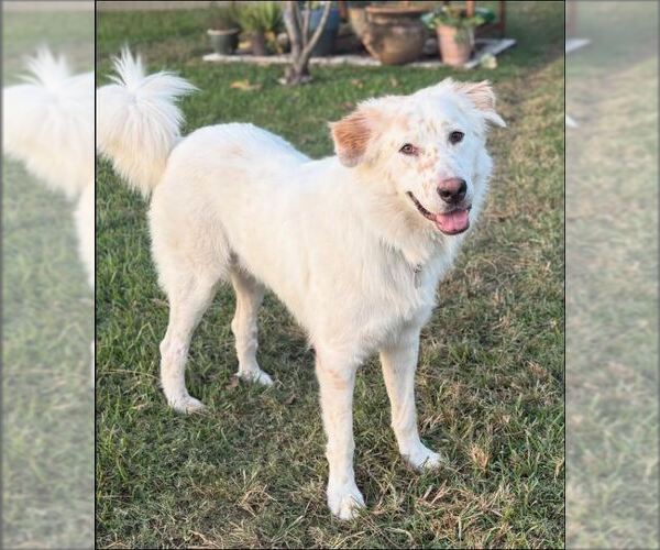 Medium Photo #1 Great Pyrenees-Unknown Mix Puppy For Sale in Houston, TX, USA