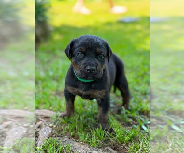 Medium Photo #1 Labrador Retriever-Unknown Mix Puppy For Sale in OKLAHOMA CITY, OK, USA