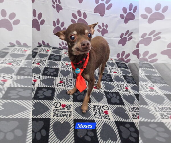 Medium Photo #1 Chihuahua-Unknown Mix Puppy For Sale in Metairie, LA, USA