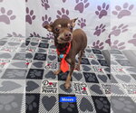 Moses - Male Chihuahua-Unknown Mix Dog for Adoption - Small photo