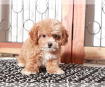 Small #2 Shih-Poo