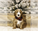 Puppy Puppy 1 Goldendoodle