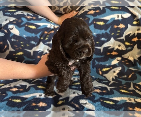 Medium Photo #38 Cocker Spaniel Puppy For Sale in COLBERT, GA, USA