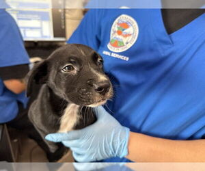 American Pit Bull Terrier-Unknown Mix Dogs for adoption in San Bernardino, CA, USA
