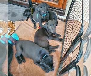 Labrador Retriever Puppy for sale in ELK GROVE, CA, USA