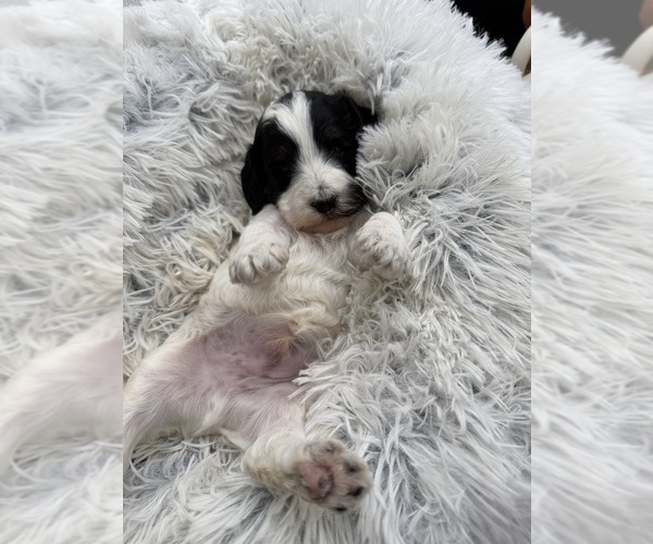 Medium Photo #4 Goldendoodle mix (+ Poodle Miniature) Puppy For Sale in HAYDEN, AL, USA
