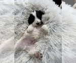 Small Photo #25 Goldendoodle mix (+ Poodle Miniature) Puppy For Sale in HAYDEN, AL, USA
