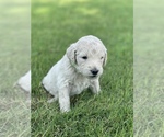 Small Photo #7 Goldendoodle Puppy For Sale in LUBBOCK, TX, USA