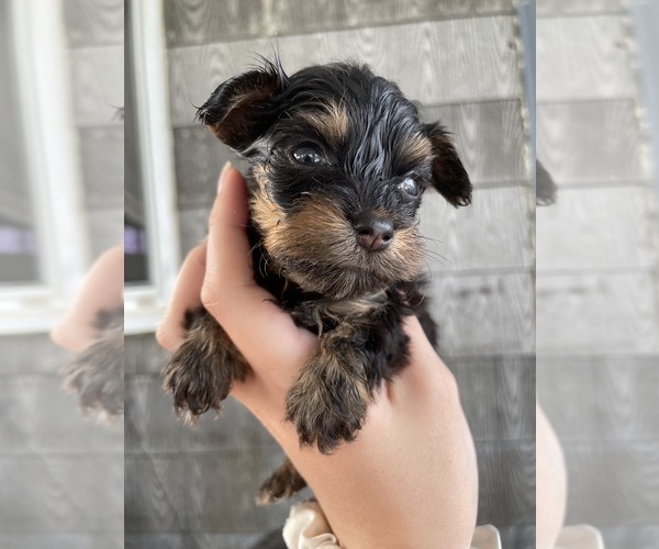 Medium Photo #4 Yorkie Pin-YorkiePoo Mix Puppy For Sale in CINCINNATI, OH, USA