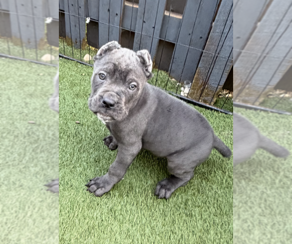 Medium Photo #3 Cane Corso Puppy For Sale in JOLIET, IL, USA
