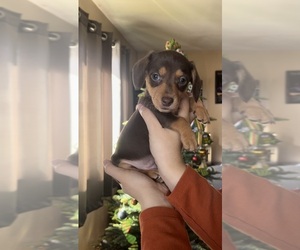 Dachshund Puppy for sale in LIVINGSTON, CA, USA
