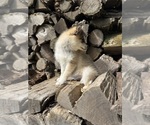 Small #4 Alaskan Klee Kai-Pomsky Mix