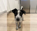 Small #1 Australian Shepherd Mix
