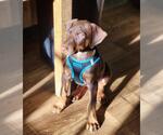 Small #3 Doberman Pinscher