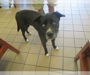 American Staffordshire Terrier Dogs for adoption in Ocala, FL, USA