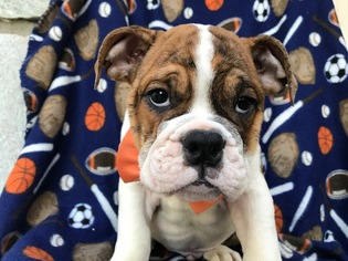 English Bulldogge Puppy for sale in QUARRYVILLE, PA, USA