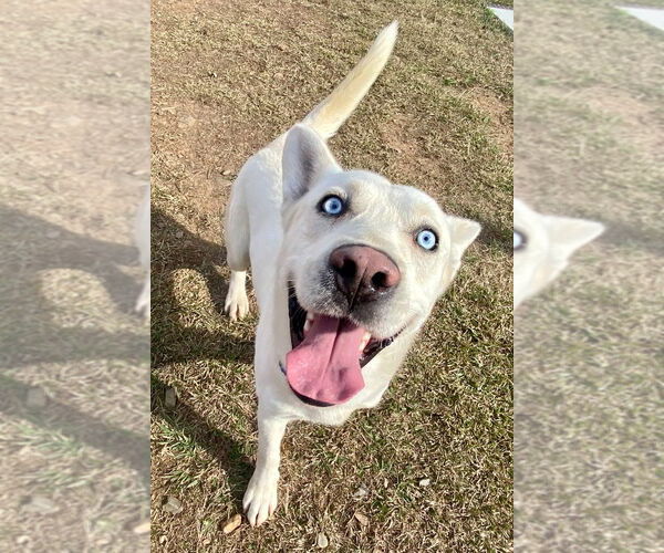 Medium Photo #4 Siberian Husky Puppy For Sale in Bryant, AR, USA
