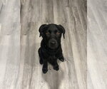Small Photo #4 Pointer-Rottweiler Mix Puppy For Sale in McKinney, TX, USA
