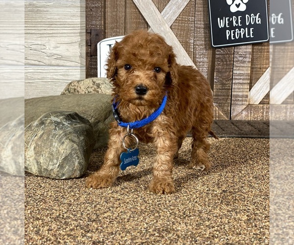 Medium Photo #5 Poodle (Standard) Puppy For Sale in WOLCOTT, IN, USA