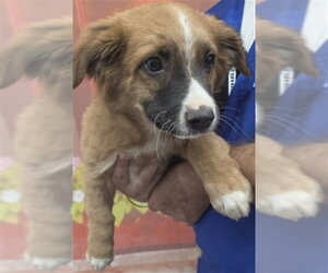 Australian Shepherd-Unknown Mix Dogs for adoption in San Bernardino, CA, USA