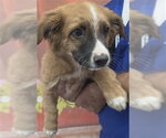 Small Australian Shepherd Mix