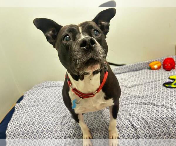 Medium Photo #5 American Pit Bull Terrier-Unknown Mix Puppy For Sale in Plainfield, IL, USA
