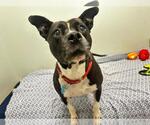 Small #4 American Pit Bull Terrier Mix