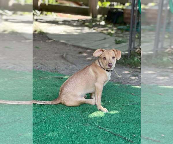 Medium Photo #27 Labrador Retriever-Unknown Mix Puppy For Sale in New York, NY, USA