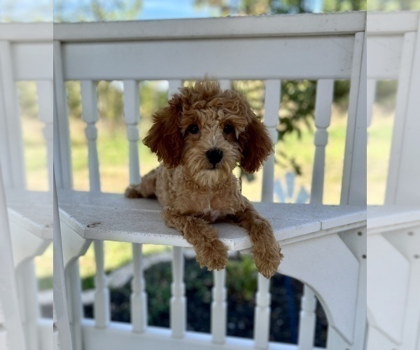 Medium Photo #3 ShihPoo Puppy For Sale in DUNDEE, OH, USA