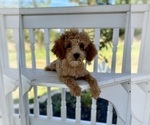 Small #2 ShihPoo
