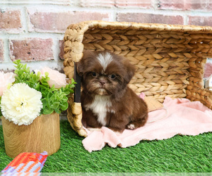Shih Tzu Puppy for sale in SYRACUSE, IN, USA