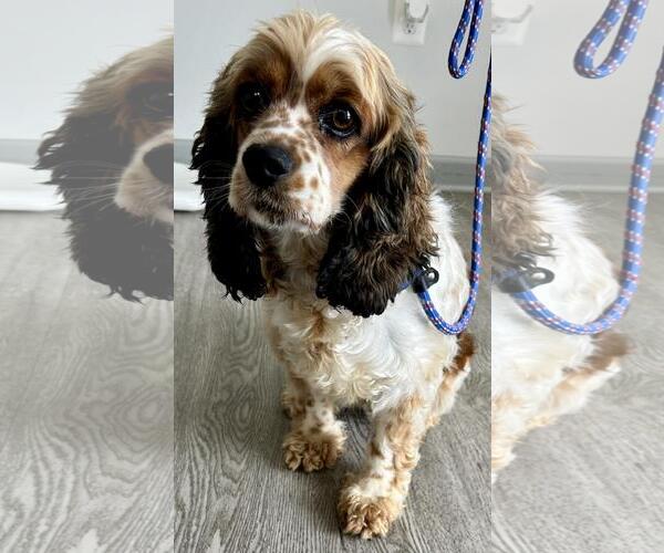 Medium Photo #3 Cocker Spaniel Puppy For Sale in Westminster, MD, USA