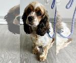 Small #2 Cocker Spaniel