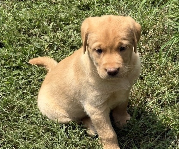 Medium Photo #13 Labrador Retriever Puppy For Sale in SPOTSYLVANIA, VA, USA