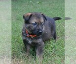 Small #2 German Shepherd Dog