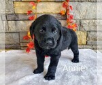 Puppy Annie AKC Engli Labrador Retriever