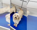 Small #1 Poodle (Miniature)