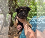 Small #1 German Shepherd Dog