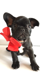 French Bulldog Puppy for sale in FORT LAUDERDALE, FL, USA