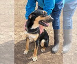 Small #2 Bloodhound Mix