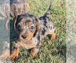 Small #1 Dachshund