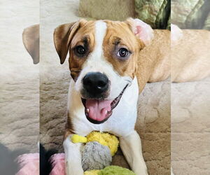 Treeing Walker Coonhound-Unknown Mix Dogs for adoption in Princeton, MN, USA